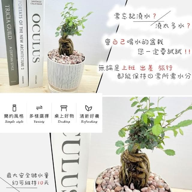 【小品文化】榆樹【現貨】4吋仿瓷免澆水盆栽 室內植物 室內盆栽 懶人盆栽 水培植物 水培盆栽 室內盆栽 觀葉植物