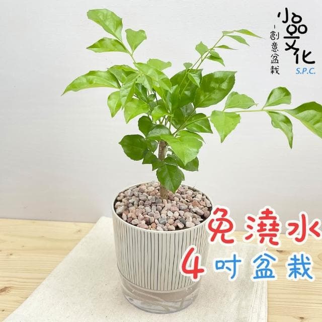 【小品文化】進財樹【現貨】4吋仿瓷免澆水盆栽 室內植物 室內盆栽 懶人盆栽 水培植物 水培盆栽 室內盆栽 觀葉植物