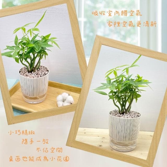 【小品文化】森林馬拉巴栗【現貨】4吋仿瓷免澆水盆栽 室內植物 室內盆栽 懶人盆栽 水培植物 水培盆栽 室內盆栽 觀葉植物