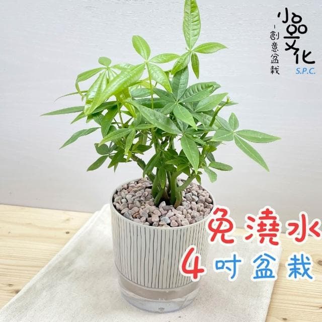 【小品文化】森林馬拉巴栗【現貨】4吋仿瓷免澆水盆栽 室內植物 室內盆栽 懶人盆栽 水培植物 水培盆栽 室內盆栽 觀葉植物
