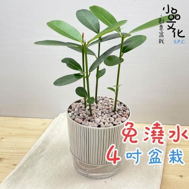【小品文化】瓊崖海棠【現貨】4吋仿瓷免澆水盆栽 懶人盆栽 觀葉植物 室內植物 自動吸水 創意花盆 居家辦公盆花