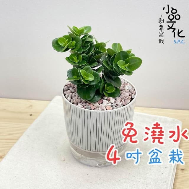 【小品美國櫻桃【現貨】4吋仿瓷免澆水盆栽 卡利撒 室內植物 室內盆栽 懶人盆栽 水培盆栽 室內盆栽 觀葉植物