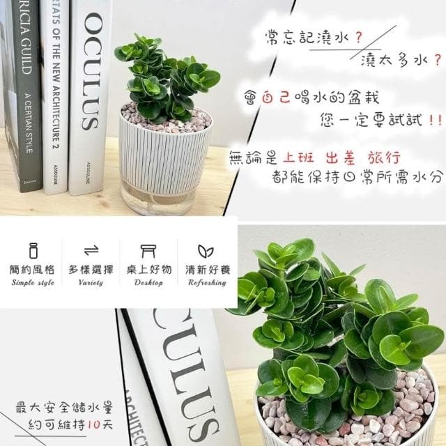 【小品美國櫻桃【現貨】4吋仿瓷免澆水盆栽 卡利撒 室內植物 室內盆栽 懶人盆栽 水培盆栽 室內盆栽 觀葉植物