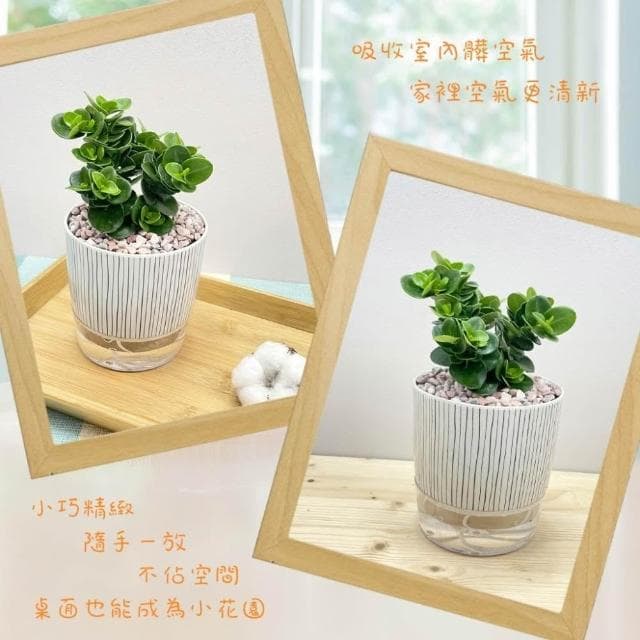 【小品美國櫻桃【現貨】4吋仿瓷免澆水盆栽 卡利撒 室內植物 室內盆栽 懶人盆栽 水培盆栽 室內盆栽 觀葉植物