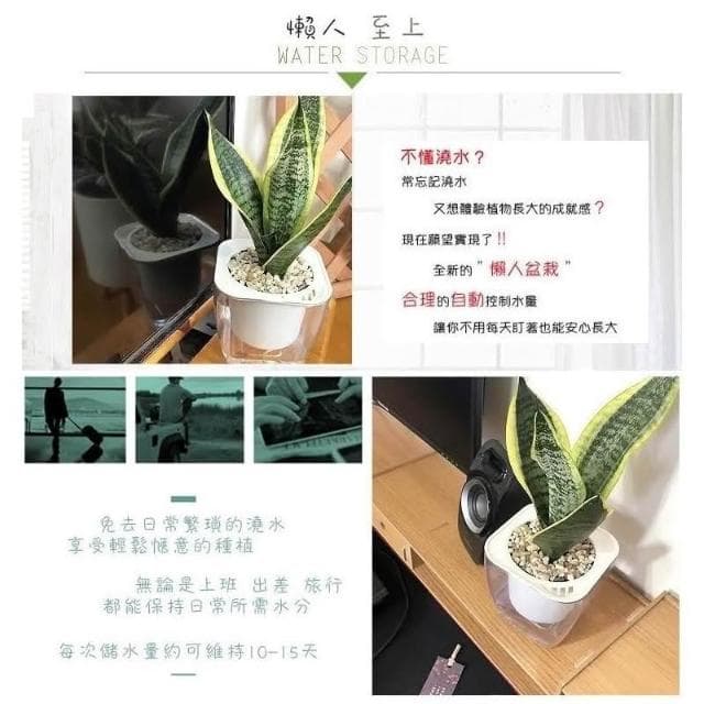 【小品文化】長葉金邊虎尾蘭【現貨】4吋透明懶人盆栽 空氣淨化 觀葉植物 室內植物 自動吸水 創意花盆 居家辦公盆花