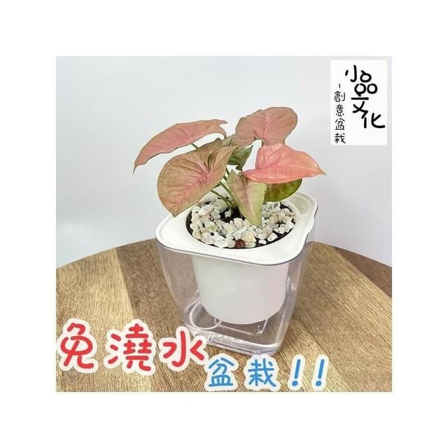 【小品文化】粉紅合果芋【現貨】4吋透明免澆水懶人盆栽 簡單好種植 觀葉植物 室內植物 自動吸水 創意花盆 居家