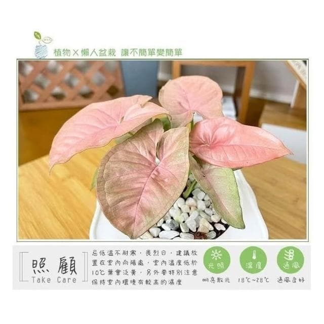 【小品文化】粉紅合果芋【現貨】4吋透明免澆水懶人盆栽 簡單好種植 觀葉植物 室內植物 自動吸水 創意花盆 居家