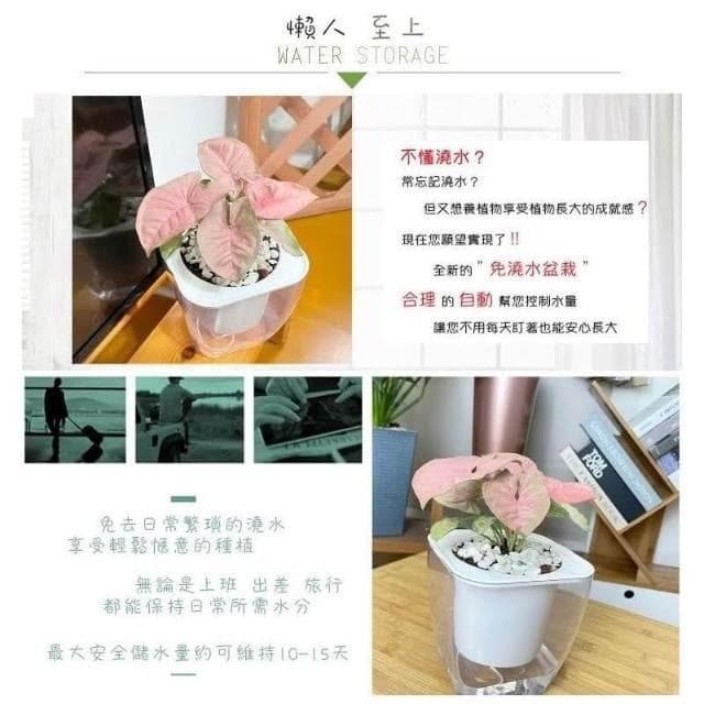 【小品文化】粉紅合果芋【現貨】4吋透明免澆水懶人盆栽 簡單好種植 觀葉植物 室內植物 自動吸水 創意花盆 居家