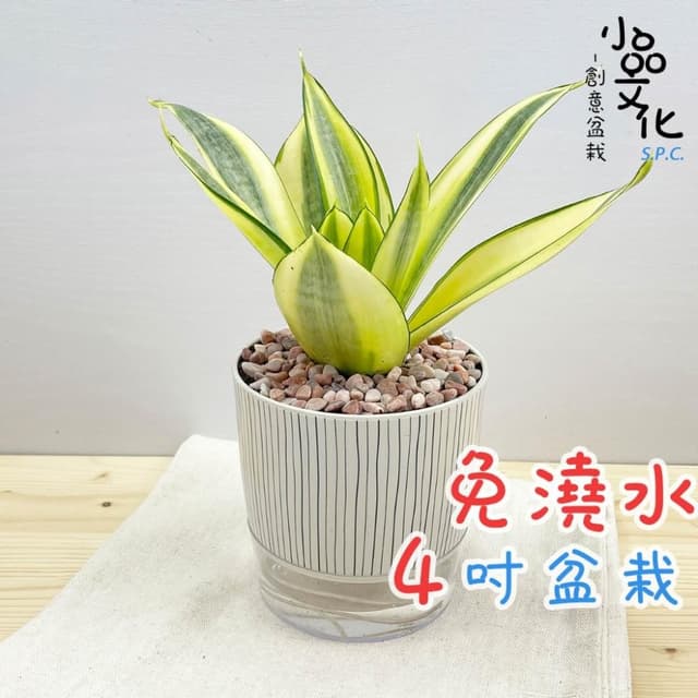 【小品文化】虎尾蘭【現貨】4吋仿瓷免澆水盆栽 室內植物 室內盆栽 懶人盆栽 水培植物 水培盆栽 室內盆栽 觀葉植物