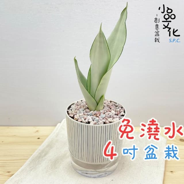 【小品文化】銀皇后虎尾蘭【現貨】4吋仿瓷免澆水盆栽 懶人盆栽 觀葉植物 室內植物 自動吸水 創意花盆 居家辦公盆花