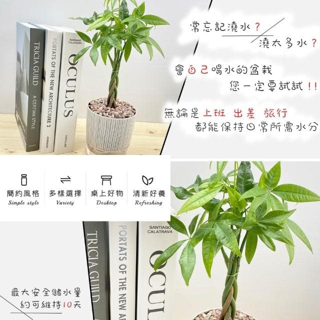 【小品文化】馬拉巴栗辮子【現貨】4吋仿瓷免澆水盆栽 室內植物 室內盆栽 懶人盆栽 水培植物 水培盆栽 室內盆栽 觀葉植物