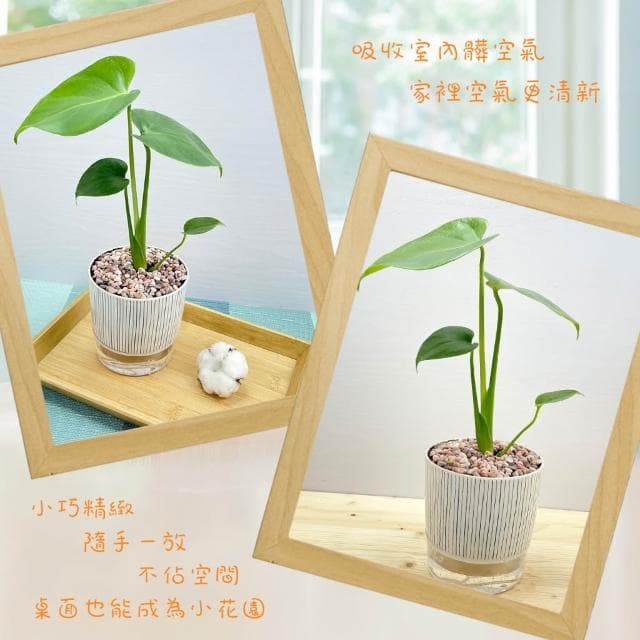【小品文化】龜背竹【現貨】4吋仿瓷免澆水盆栽 室內植物 室內盆栽 懶人盆栽 水培植物 水培盆栽 室內盆栽 觀葉植物