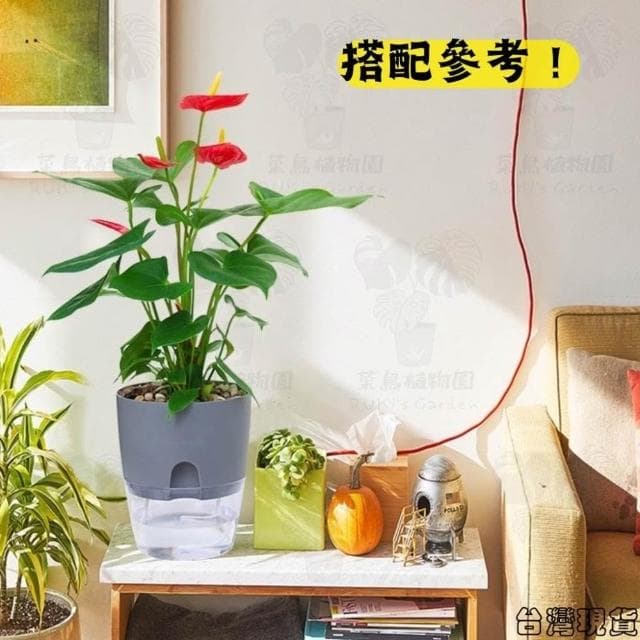 沐晨植物園｜懶人花盆 懶人盆栽 吸水花盆 自吸水花盆  免澆水花盆 懶人花盆 吸水盆栽 室內花盆 自吸水花盆