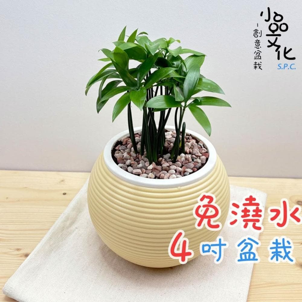 【小品文化】竹柏【現貨】4吋燈籠免澆水盆栽 室內植物 室內盆栽 懶人盆栽 水培植物 水培盆栽 室內盆栽 觀葉植物