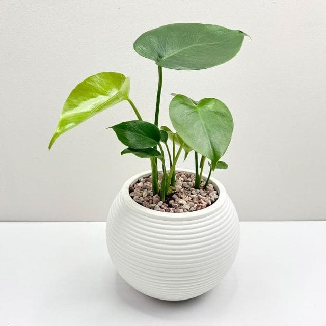 【小品文化】龜背竹【現貨】4吋燈籠免澆水盆栽 室內植物 室內盆栽 懶人盆栽 水培植物 水培盆栽 室內盆栽 觀葉植物