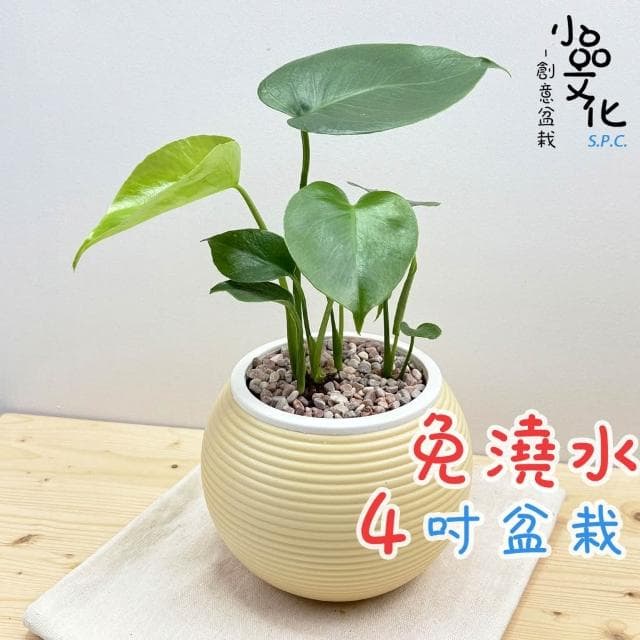【小品文化】龜背竹【現貨】4吋燈籠免澆水盆栽 室內植物 室內盆栽 懶人盆栽 水培植物 水培盆栽 室內盆栽 觀葉植物