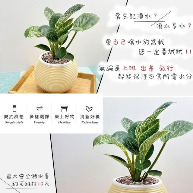 【小品文化】鉑金鑽蔓綠絨【現貨】4吋燈籠免澆水盆栽 室內植物 室內盆栽 懶人盆栽 水培植物 水培盆栽 室內盆栽 觀葉植物
