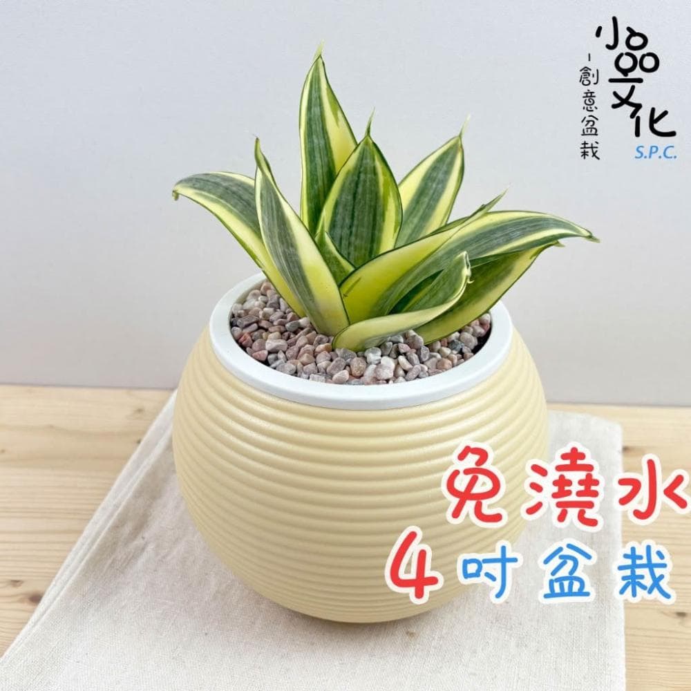 【小品文化】黃虎尾蘭【現貨】4吋燈籠免澆水盆栽 室內植物 室內盆栽 懶人盆栽 水培植物 水培盆栽 室內盆栽 觀葉植物