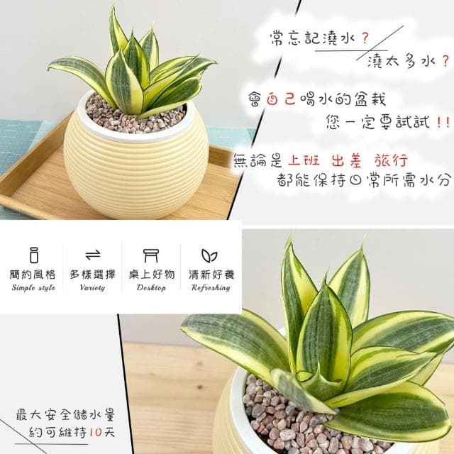 【小品文化】黃虎尾蘭【現貨】4吋燈籠免澆水盆栽 室內植物 室內盆栽 懶人盆栽 水培植物 水培盆栽 室內盆栽 觀葉植物