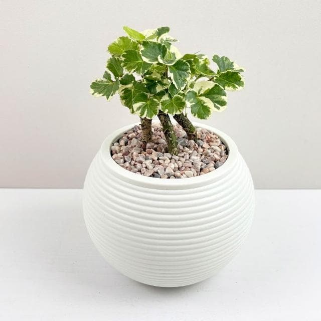【小品文化】白雪福祿桐【現貨】4吋燈籠免澆水盆栽 室內植物 室內盆栽 懶人盆栽 水培植物 水培盆栽 室內盆栽 觀葉植物