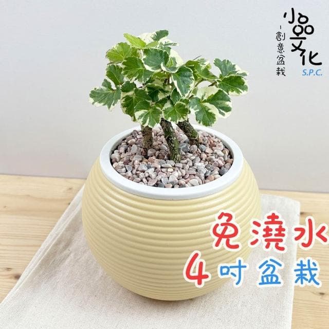 【小品文化】白雪福祿桐【現貨】4吋燈籠免澆水盆栽 室內植物 室內盆栽 懶人盆栽 水培植物 水培盆栽 室內盆栽 觀葉植物