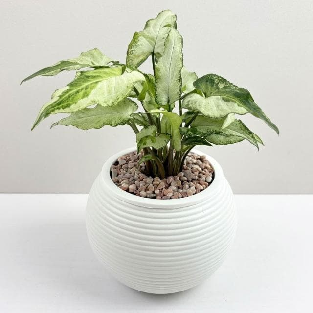 【小品文化】山王合果芋【現貨】4吋燈籠免澆水盆栽 室內植物 懶人盆栽 水培植物 水培盆栽 室內盆栽 觀葉植物