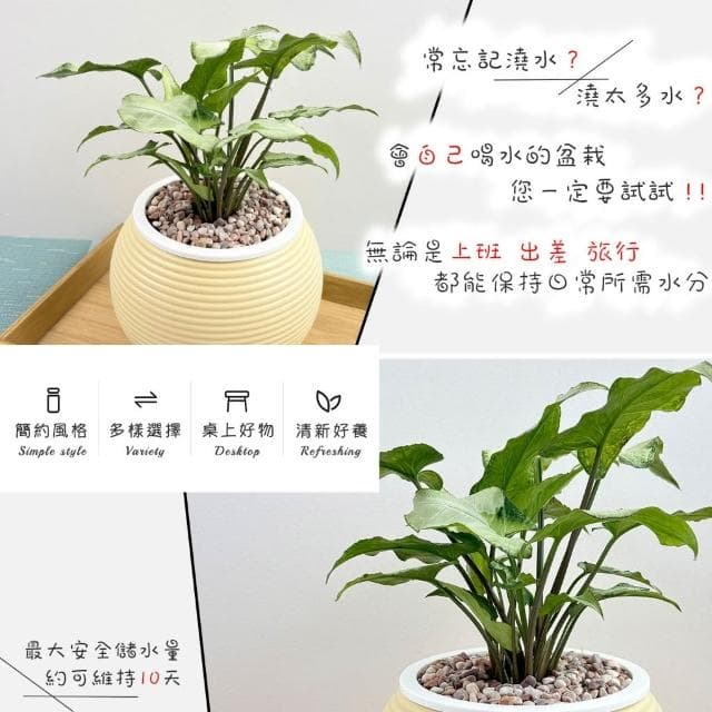 【小品文化】山王合果芋【現貨】4吋燈籠免澆水盆栽 室內植物 懶人盆栽 水培植物 水培盆栽 室內盆栽 觀葉植物