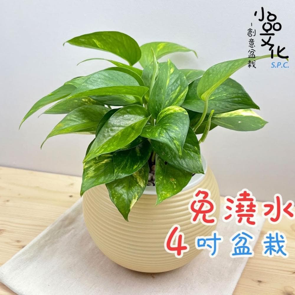 【小品文化】黃金葛【現貨】4吋燈籠免澆水盆栽 室內植物 室內盆栽 懶人盆栽 水培植物 水培盆栽 室內盆栽 觀葉植物