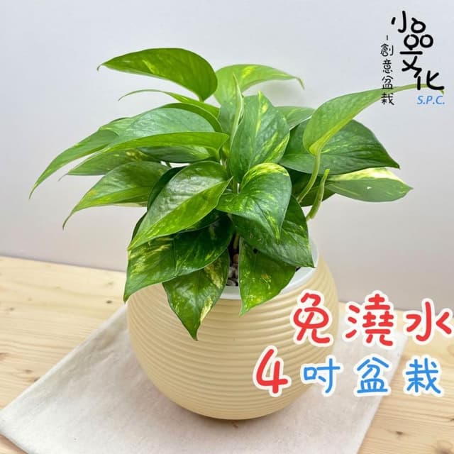 【小品文化】黃金葛【現貨】4吋燈籠免澆水盆栽 室內植物 室內盆栽 懶人盆栽 水培植物 水培盆栽 室內盆栽 觀葉植物