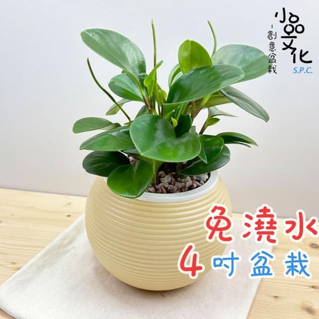【小品文化】圓葉椒草【現貨】4吋燈籠免澆水盆栽 室內植物 室內盆栽 懶人盆栽 水培植物 水培盆栽 室內盆栽 觀葉植物