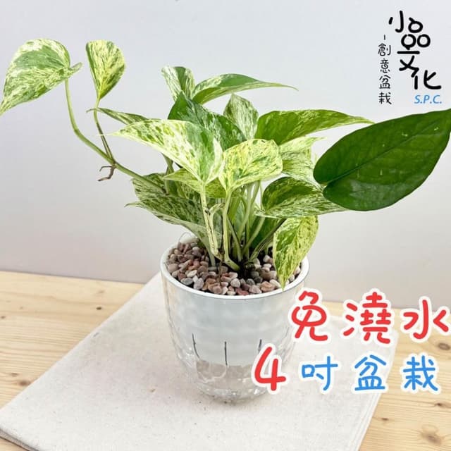 【小品文化】雪花葛【現貨】4吋鑽石免澆水盆栽 室內植物 室內盆栽 懶人盆栽 水培植物 水培盆栽 室內盆栽 觀葉植物