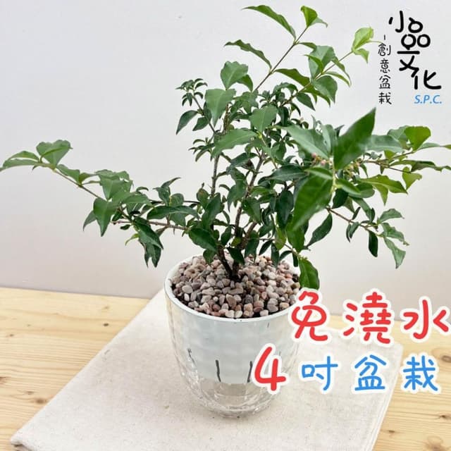 【小品文化】李氏櫻桃【現貨】4吋鑽石免澆水盆栽 室內植物 室內盆栽 懶人盆栽 水培植物 水培盆栽 室內盆栽 觀葉植物