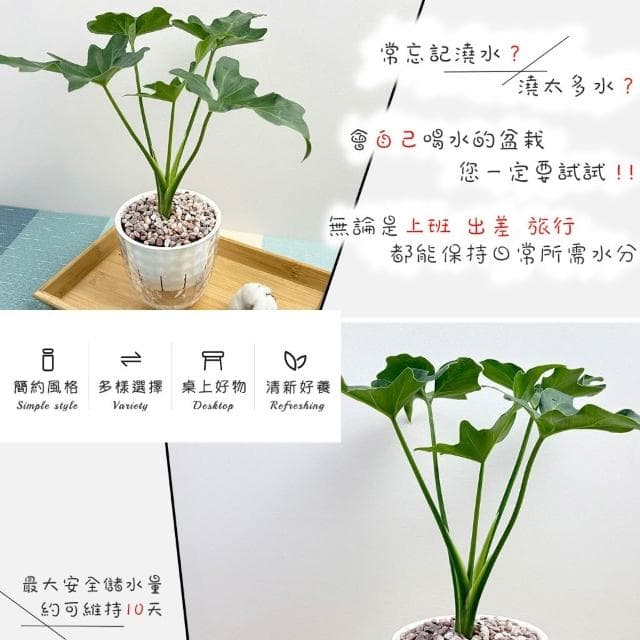 【小品文化】小天使【現貨】4吋鑽石免澆水盆栽 室內植物 室內盆栽 懶人盆栽 水培植物 水培盆栽 室內盆栽 觀葉植物