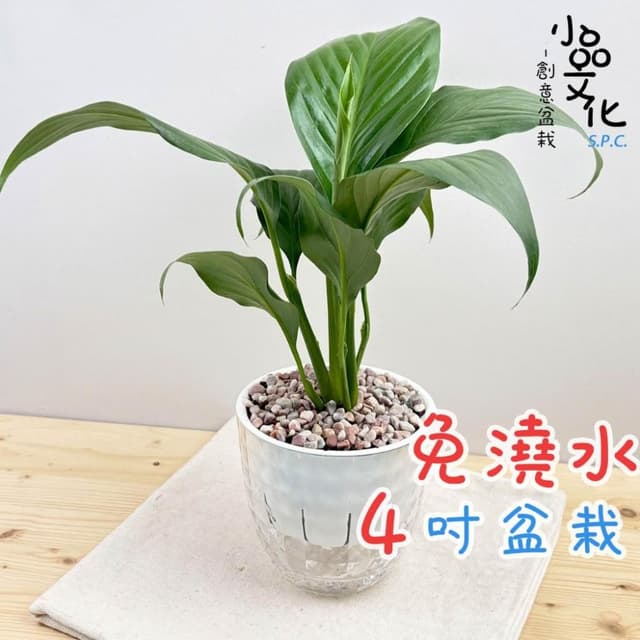 【小品文化】白鶴芋【現貨】4吋鑽石免澆水盆栽 室內植物 室內盆栽 懶人盆栽 水培植物 水培盆栽 室內盆栽 觀葉植物