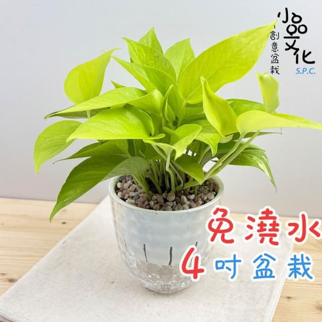 【小品文化】綠蘿【現貨】4吋鑽石免澆水盆栽 室內植物 室內盆栽 懶人盆栽 水培植物 水培盆栽 室內盆栽 觀葉植物