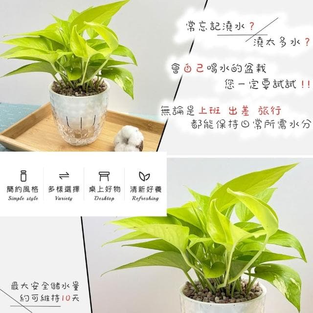 【小品文化】綠蘿【現貨】4吋鑽石免澆水盆栽 室內植物 室內盆栽 懶人盆栽 水培植物 水培盆栽 室內盆栽 觀葉植物