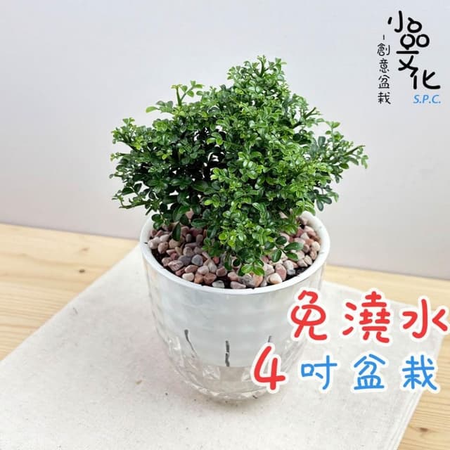 【小品文化】達摩七里香【現貨】4吋鑽石免澆水盆栽 室內植物 室內盆栽 懶人盆栽 水培植物 水培盆栽 室內盆栽 觀葉植物