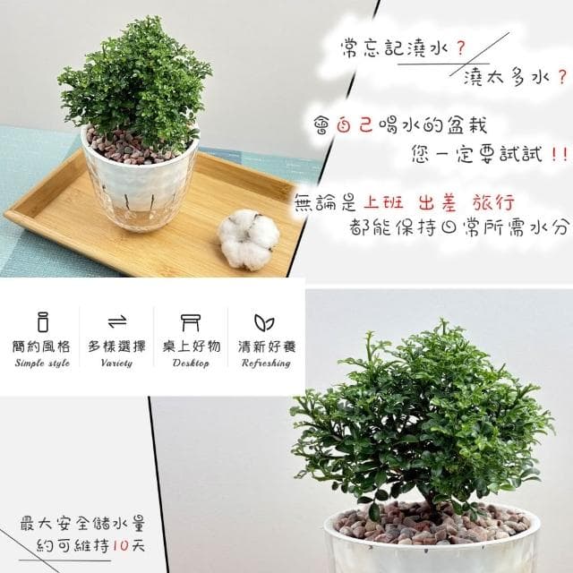 【小品文化】達摩七里香【現貨】4吋鑽石免澆水盆栽 室內植物 室內盆栽 懶人盆栽 水培植物 水培盆栽 室內盆栽 觀葉植物