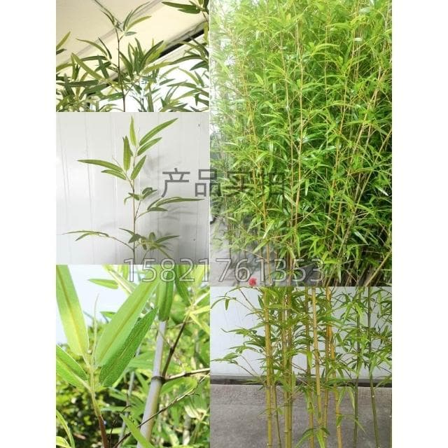 仿真竹子 造景仿生假竹子 仿真植物 室內外裝飾隔斷 遮擋牆盆栽假綠植
