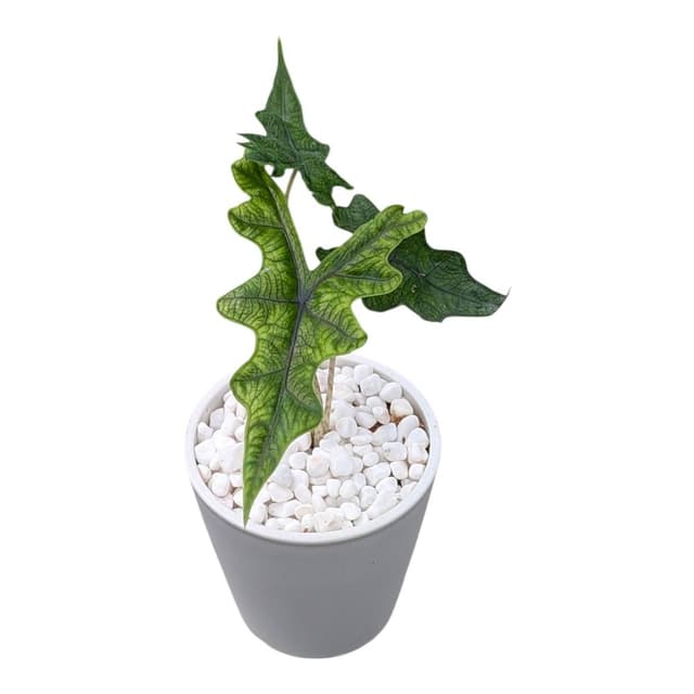 開心農元 觀葉植物 傑克林觀音蓮 白色盆栽