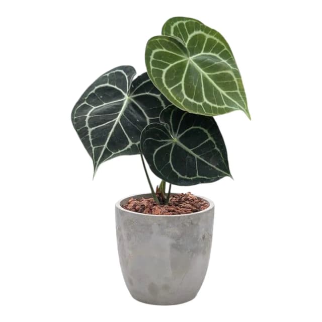 開心農元 觀葉植物 圓葉花燭 明脈花燭 水泥盆栽