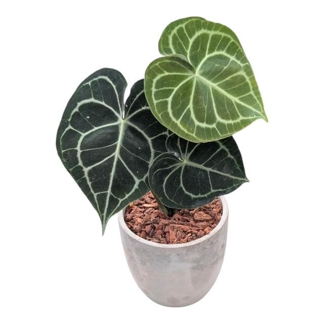 開心農元 觀葉植物 圓葉花燭 明脈花燭 水泥盆栽