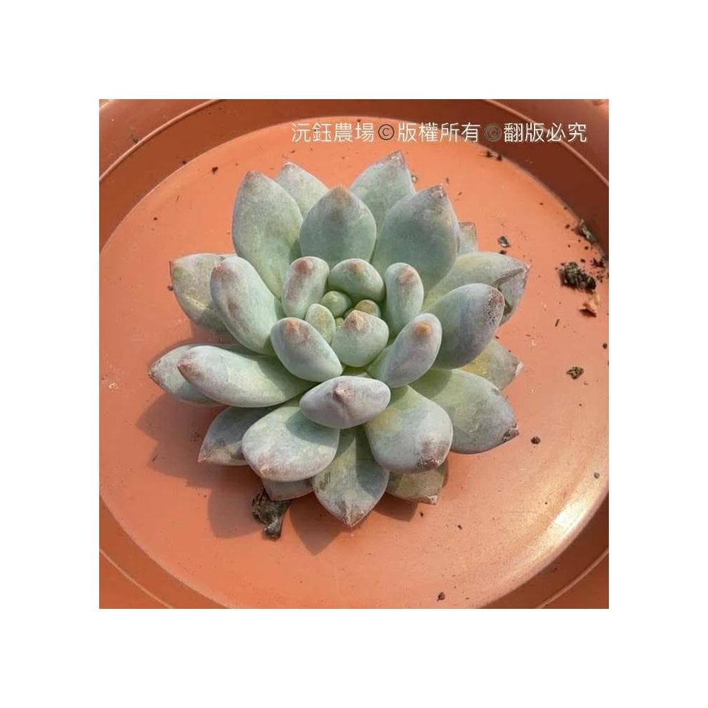 沅鈺農場   多肉植物   夢露手指(砍頭/無根植物)