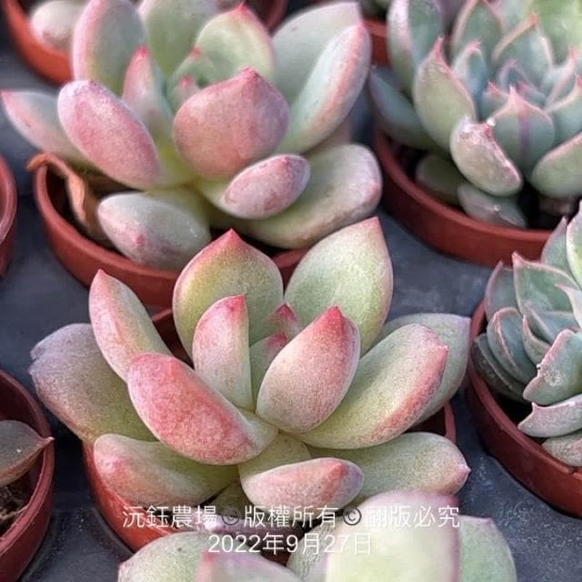 沅鈺農場   多肉植物   一吋盆/❤️粉紅香檳❤️