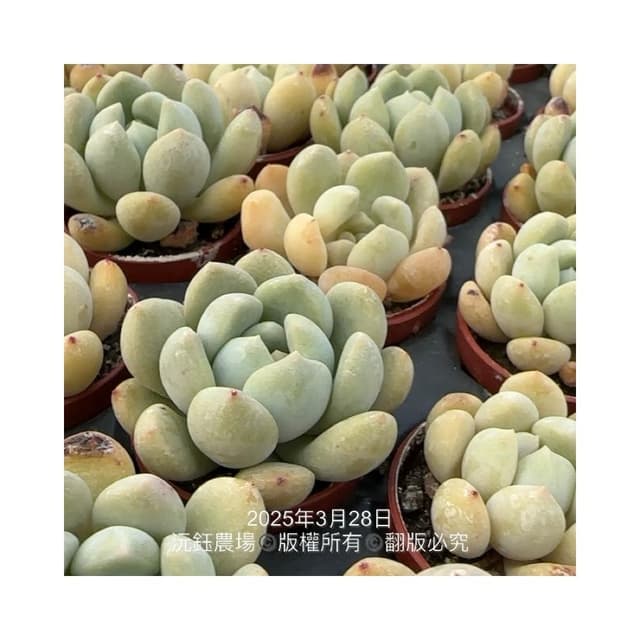 沅鈺農場   多肉植物   一吋盆/夢露X大雪蓮