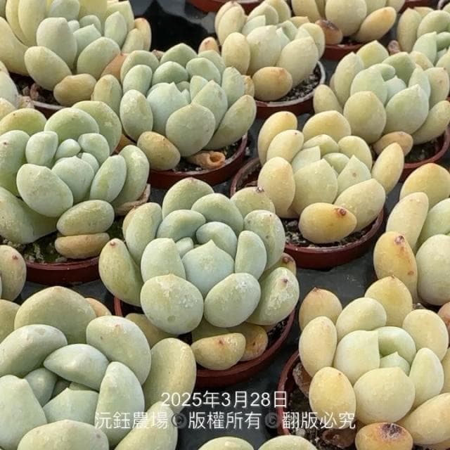 沅鈺農場   多肉植物   一吋盆/夢露X大雪蓮