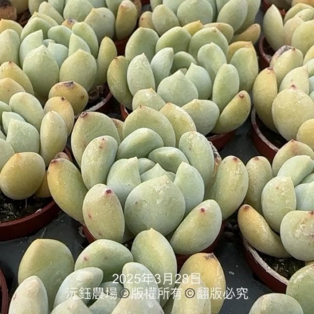 沅鈺農場   多肉植物   一吋盆/夢露X大雪蓮