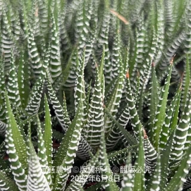 沅鈺農場   多肉植物   百合科   一吋盆/白十二之卷