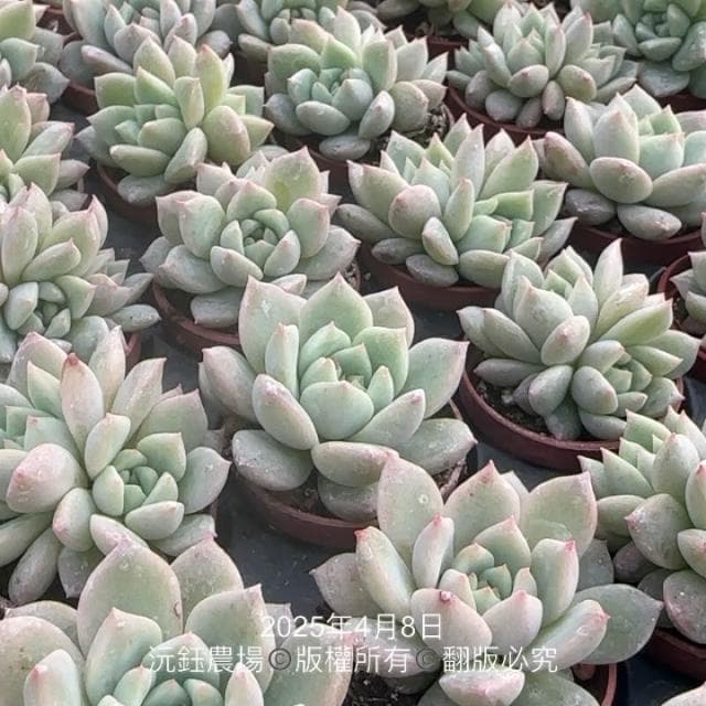 沅鈺農場   多肉植物   一吋盆/白蓮香檳