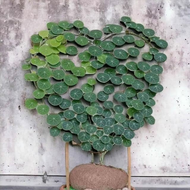 《斑啾植選》造型攀爬架-U系列(造型花架｜山烏龜架｜金屬支架｜綠蘿支架｜盆栽用支架｜植物攀爬支架)